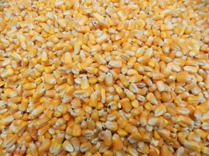 Yellow Maize Corn for Animal Feed